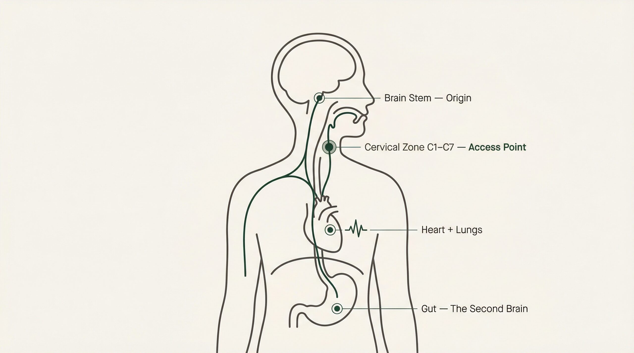 Vagus nerve anatomy diagram — brain to gut pathway